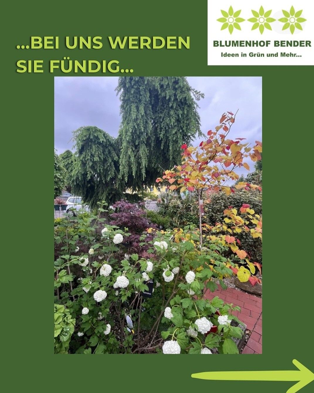 Ein Bild eines farbenfrohen Gartens mit verschiedenen Pflanzen, darunter weiße Blumen, Bäume mit gelben und roten Blättern und ein kleiner Baum mit roten Blättern. Der Garten hat einen grünen Hintergrund mit einem Wasserzeichen in der oberen rechten Ecke.