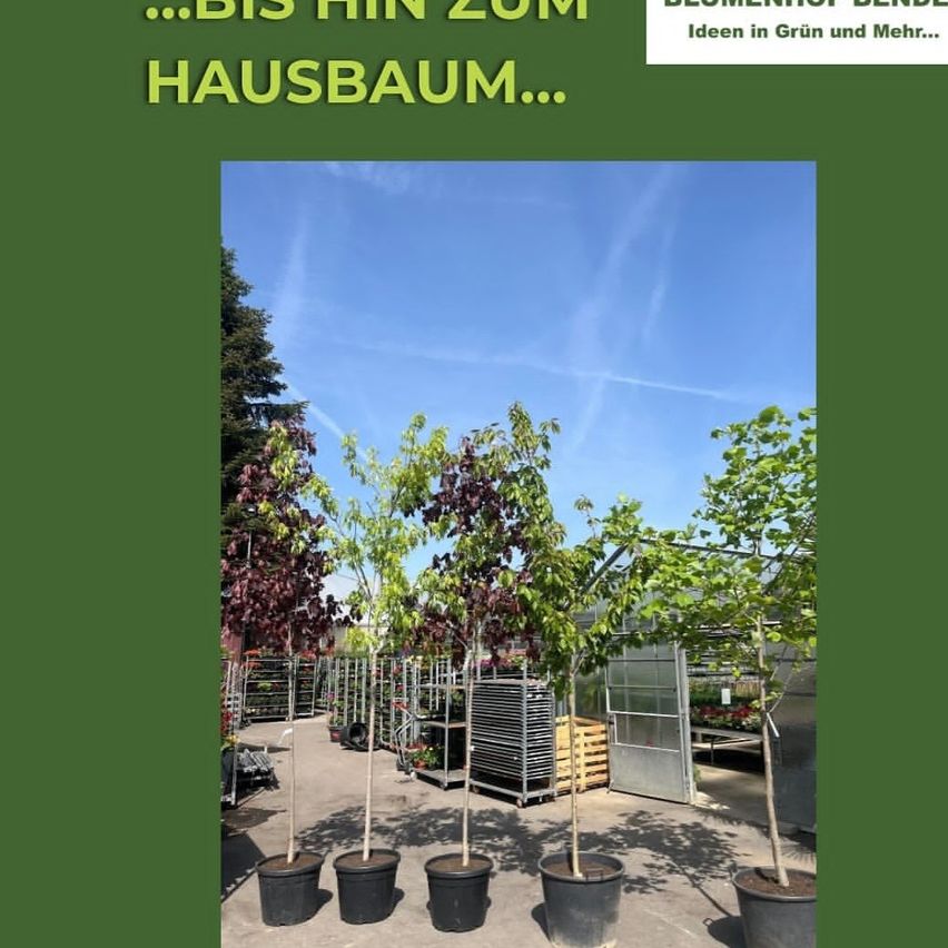 Fünf Topfbäume in verschiedenen Grün- und Lilatönen sind unter einem klaren blauen Himmel ausgestellt. Sie befinden sich in einem Gewächshaus mit einer Metallstruktur und einem großen Fenster.