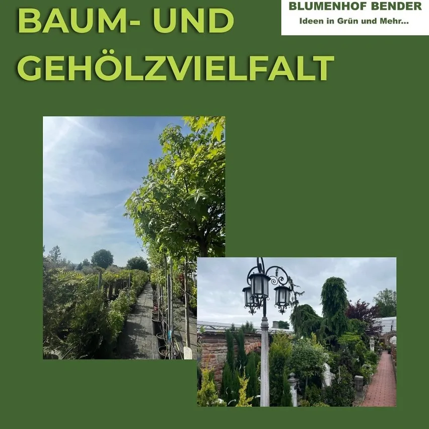 Eine Werbung für Baum-und Gehölzvielfalt zeigt zwei Bilder. Das erste Bild zeigt eine Baumschule mit Reihen von Bäumen. Das zweite Bild zeigt einen Garten mit verschiedenen Pflanzen, einer Lampe und einem Ziegelpfad.