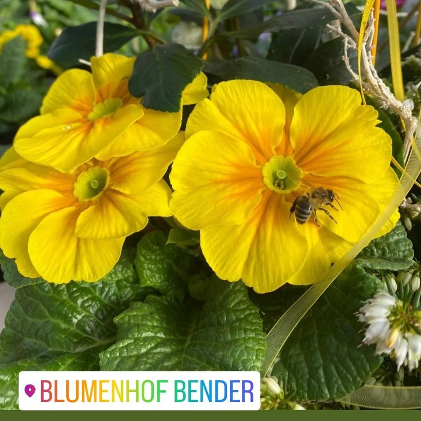 Bild enthält, Flower, Petal, Anemone, Geranium, Vegetation, Honey Bee, Pollen, Leaf, Anther, Apidae