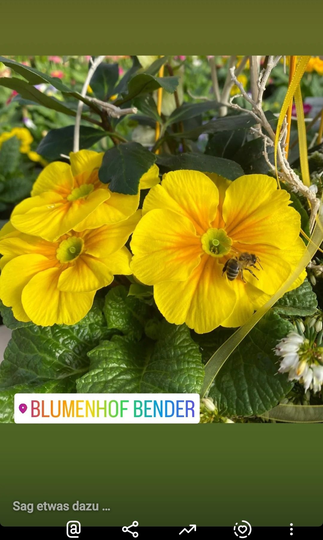 Bild enthält, Flower, Petal, Anemone, Geranium, Vegetation, Honey Bee, Pollen, Leaf, Anther, Apidae