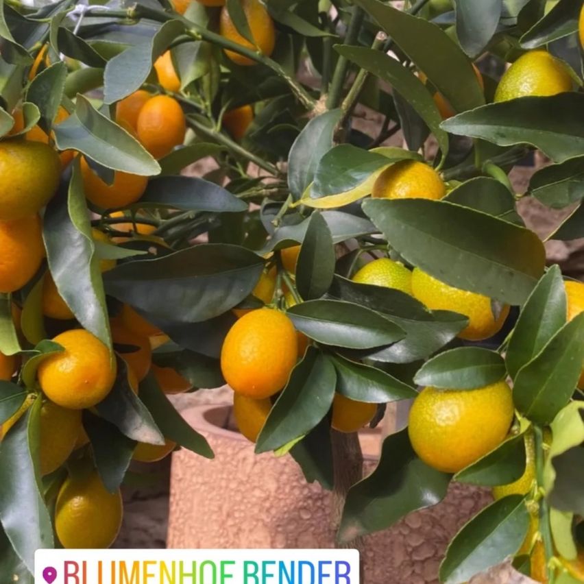 Bild enthält, Citrus Fruit, Food, Fruit, Plant, Produce, Grapefruit, Orange, Pear