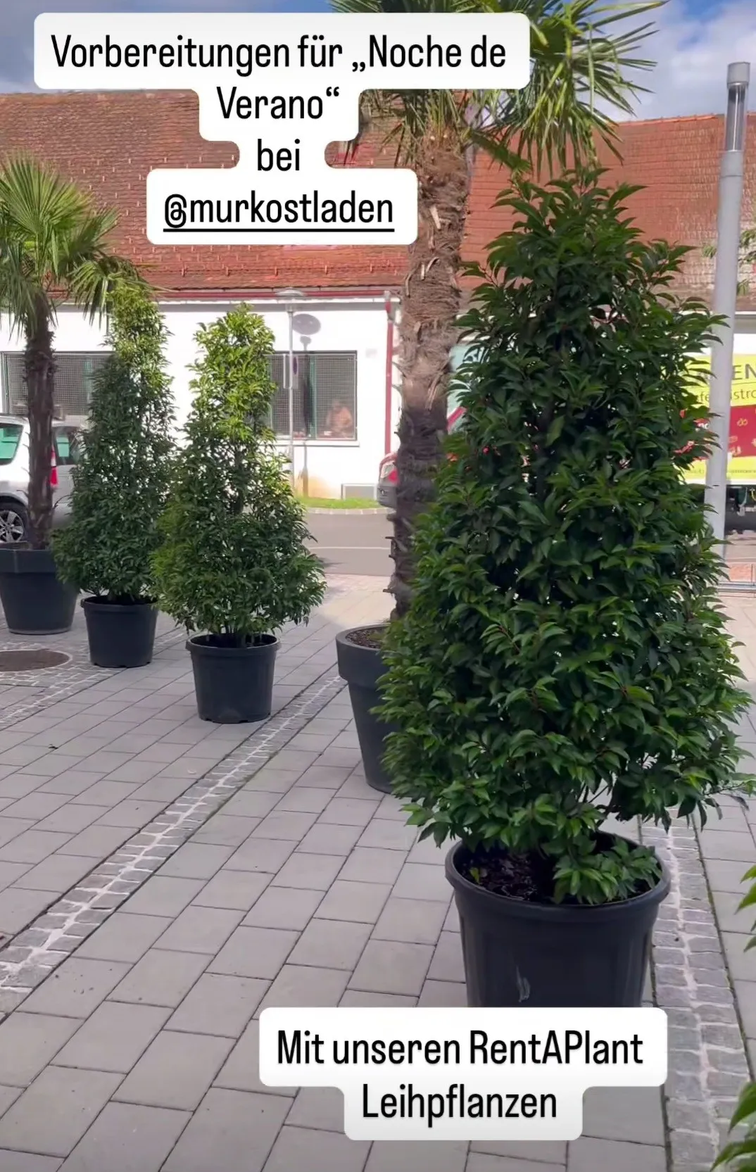 Mehrere Topfpflanzen sind in einer Reihe auf einem gepflasterten Gehweg angeordnet, mit einem Gebäude im Hintergrund. Ein Wasserzeichen befindet sich in der oberen linken Ecke.