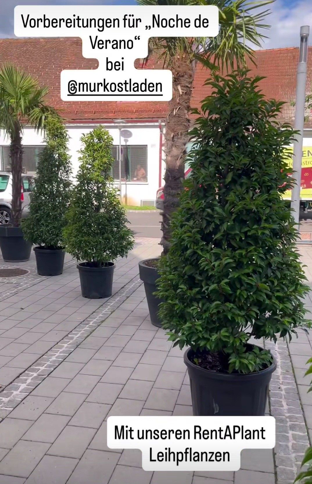 Mehrere Topfpflanzen sind in einer Reihe auf einem gepflasterten Gehweg angeordnet, mit einem Gebäude im Hintergrund. Ein Wasserzeichen befindet sich in der oberen linken Ecke.