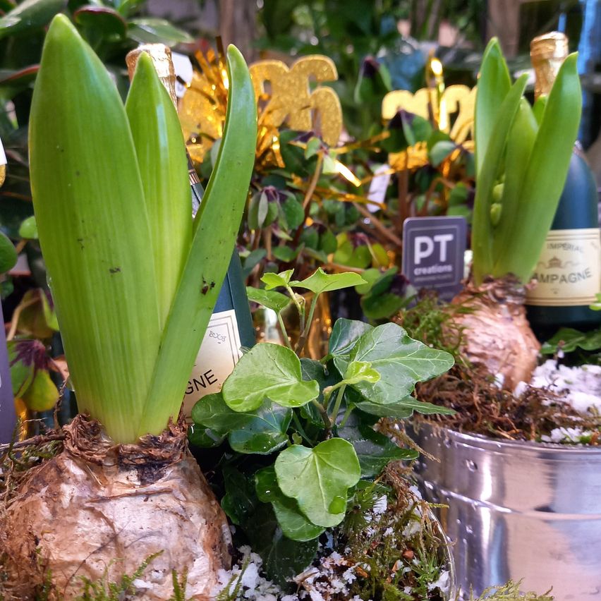 Nahaufnahme einer Pflanze mit grünen Blättern und einer braunen Zwiebel, arrangiert in einem silbernen Topf mit Schnee. Dahinter sind eine Champagnerflasche und ein Schild mit 'PT creations' zu sehen.