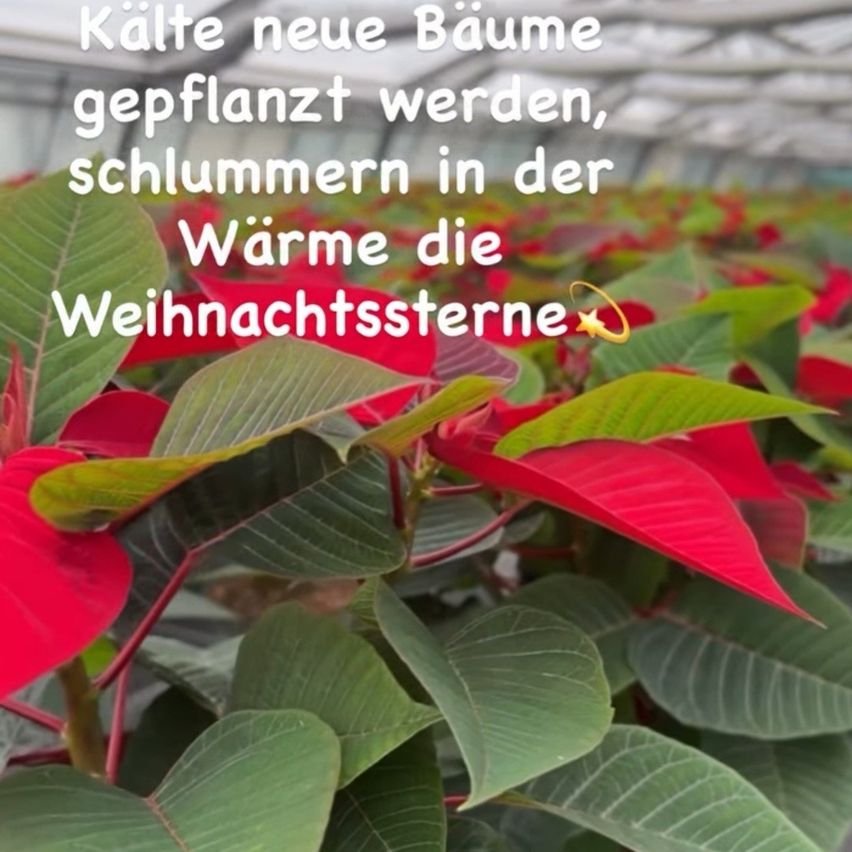 Ein Gewächshaus mit neu gepflanzten Bäumen. Die Blätter sind rot und grün. Der Text auf dem Bild lautet: 'Kälte neue Bäume gepflanzt werden, schlummern in der Wärme die Weihnachtssterne.'