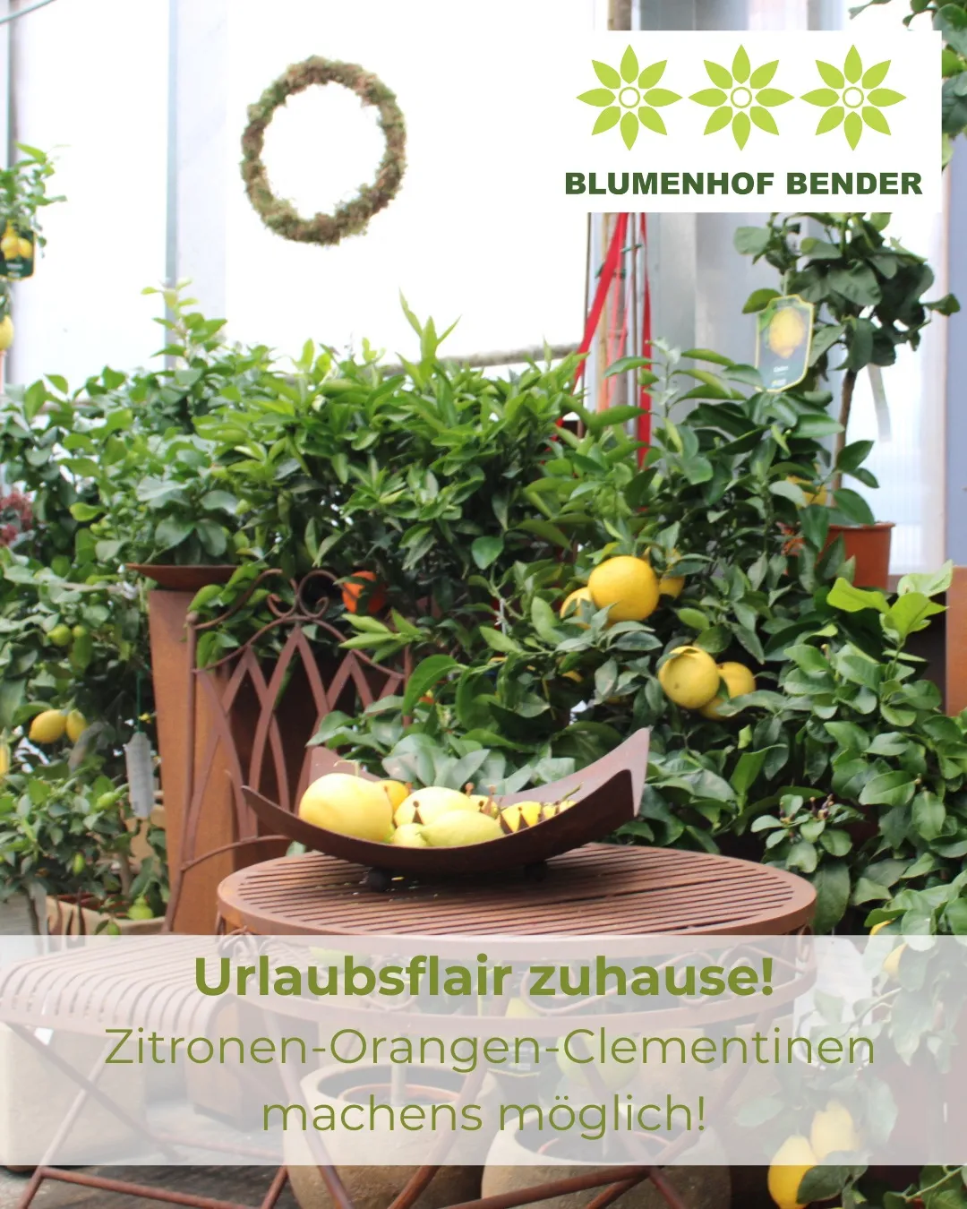 Ein Innengarten mit Zitruspflanzen und Früchten, darunter Zitronen, Orangen und Clementinen. Der Banner lautet 'Urlaubsflair zuhause!' und 'Zitronen-Orangen-Clementinen'.
