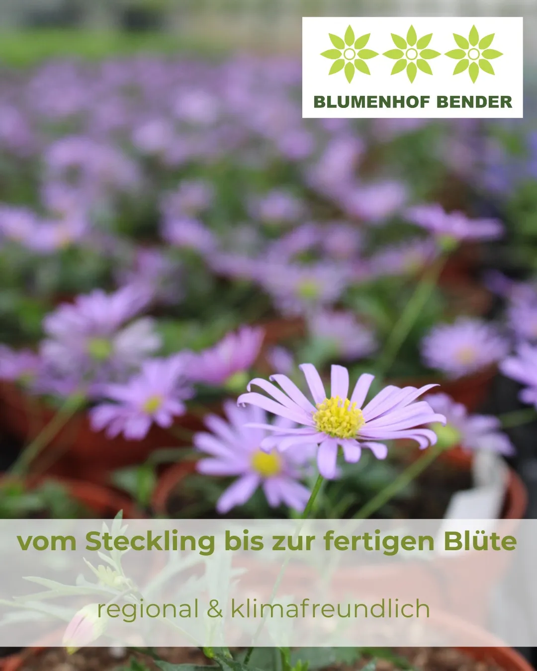 Ein Nahaufnahme eines Feldes mit lila Blumen und einem grünen Logo in der oberen rechten Ecke. Die Blumen haben ein gelbes Zentrum und grüne Stängel. Das Bild enthält auch den Text 'vom Steckling bis zur fertigen Blüte'.