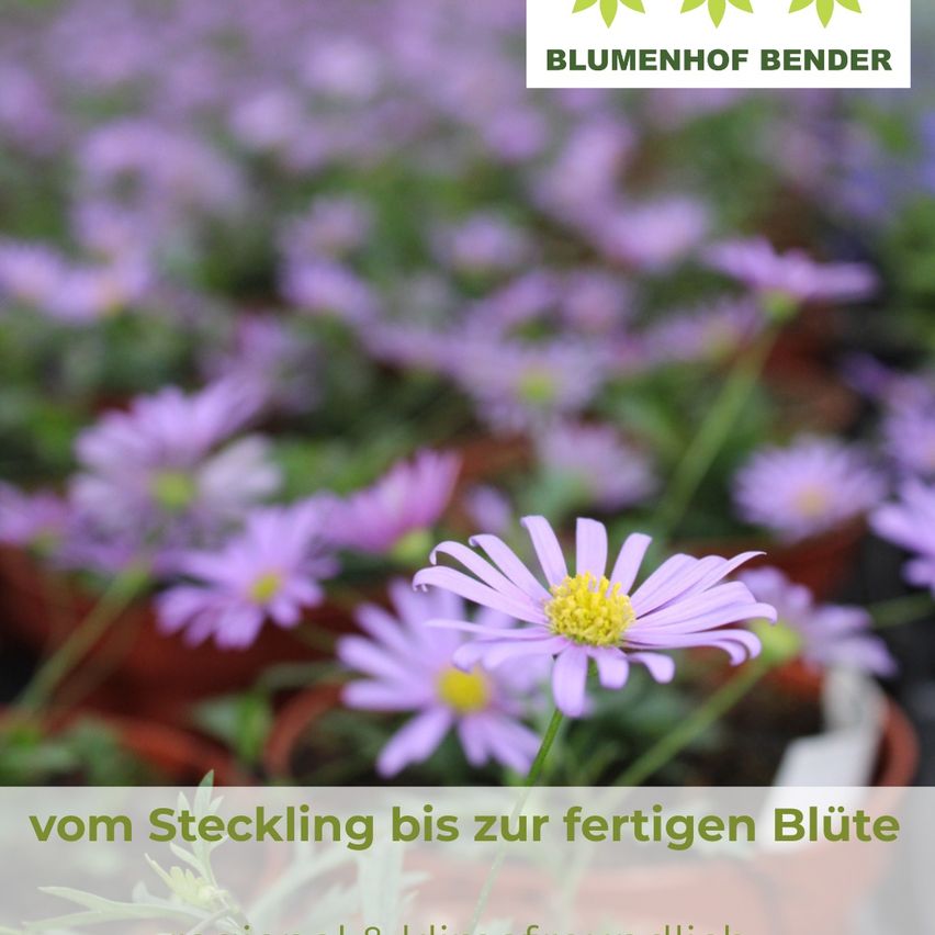 Ein Nahaufnahme eines Feldes mit lila Blumen und einem grünen Logo in der oberen rechten Ecke. Die Blumen haben ein gelbes Zentrum und grüne Stängel. Das Bild enthält auch den Text 'vom Steckling bis zur fertigen Blüte'.