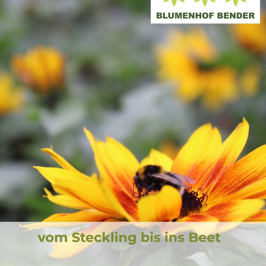 Eine gelbe Blume mit einer Biene, unscharfer Gartenhintergrund, Text: 'vom Steckling bis ins Beet'.