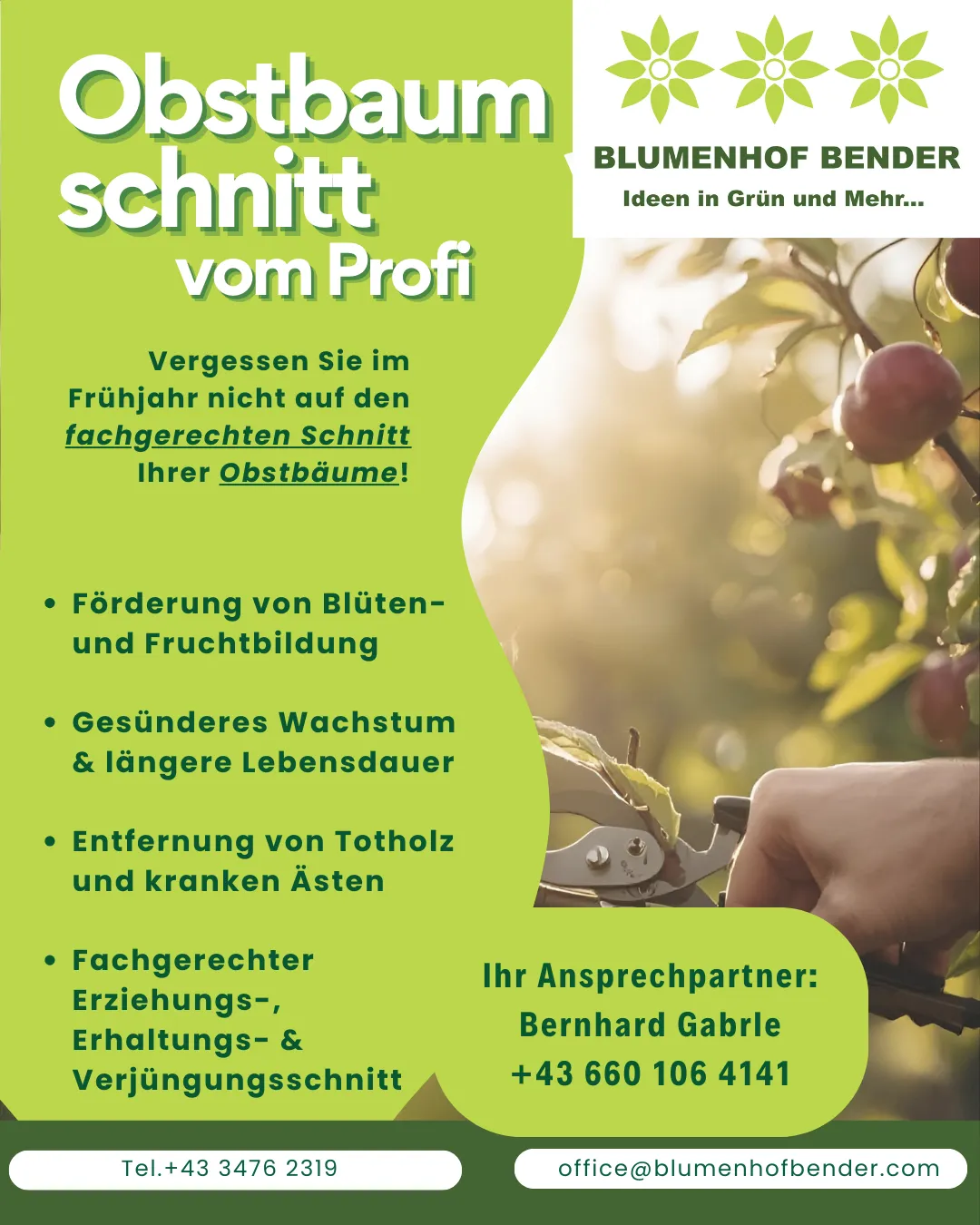 Werbung für professionelles Obstbaum-Beschneiden von Blumenhof Bender. Es hebt Vorteile wie Förderung von Blüten- und Fruchtwachstum, gesünderes Wachstum, längere Lebensdauer der Bäume, Entfernung von Totholz und fachgerechten Erziehungs-, Erhaltungs- und Verjüngungsschnitt hervor. Es enthält auch Kontaktdaten für Bernhard Gable.