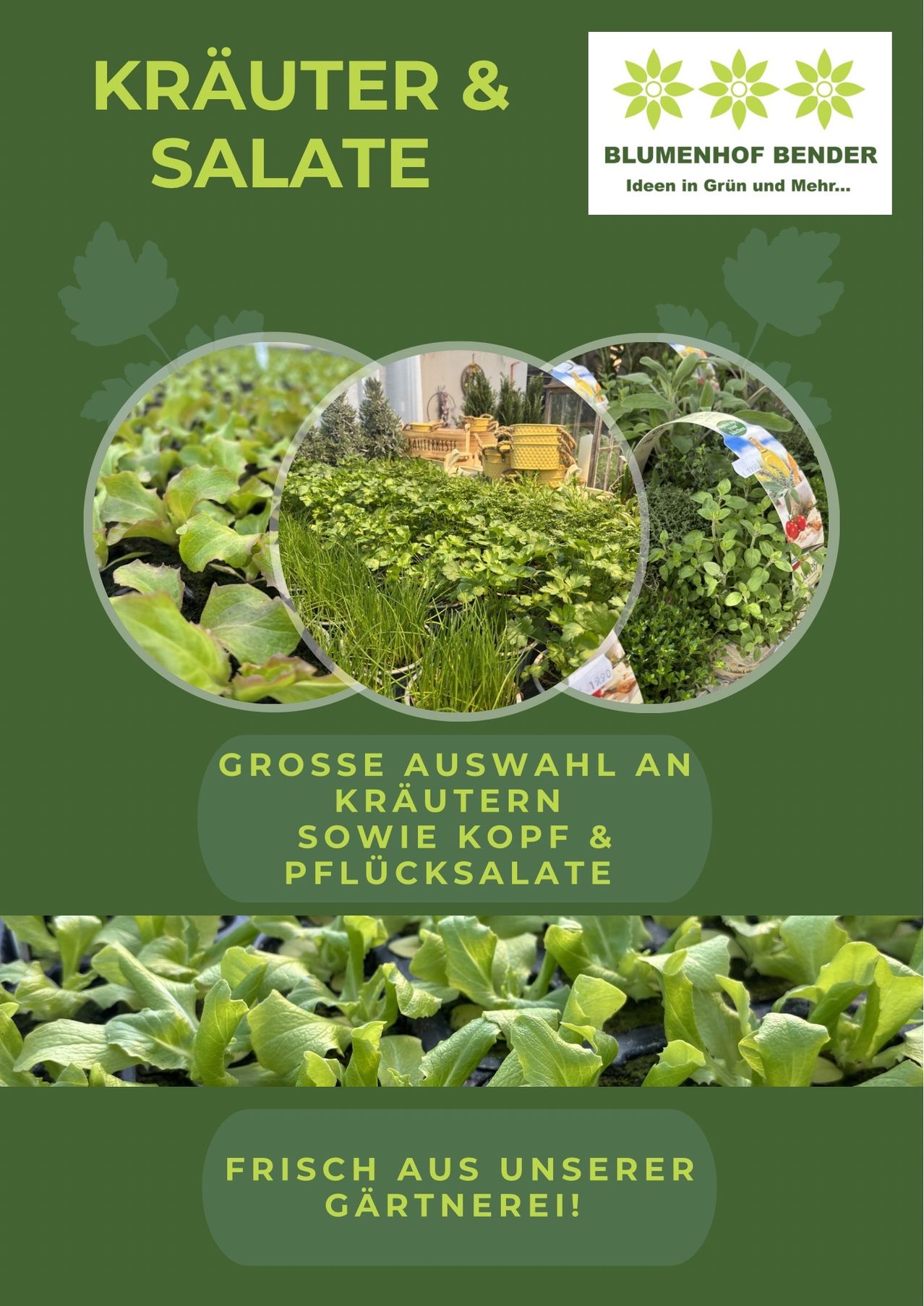 Ein Poster zeigt drei Bilder verschiedener grüner Pflanzen, darunter Kräuter, Blattgemüse und Salat, mit dem Text 'Grosse Auswahl an Krautern sowie Kopf & Plucksalate'.