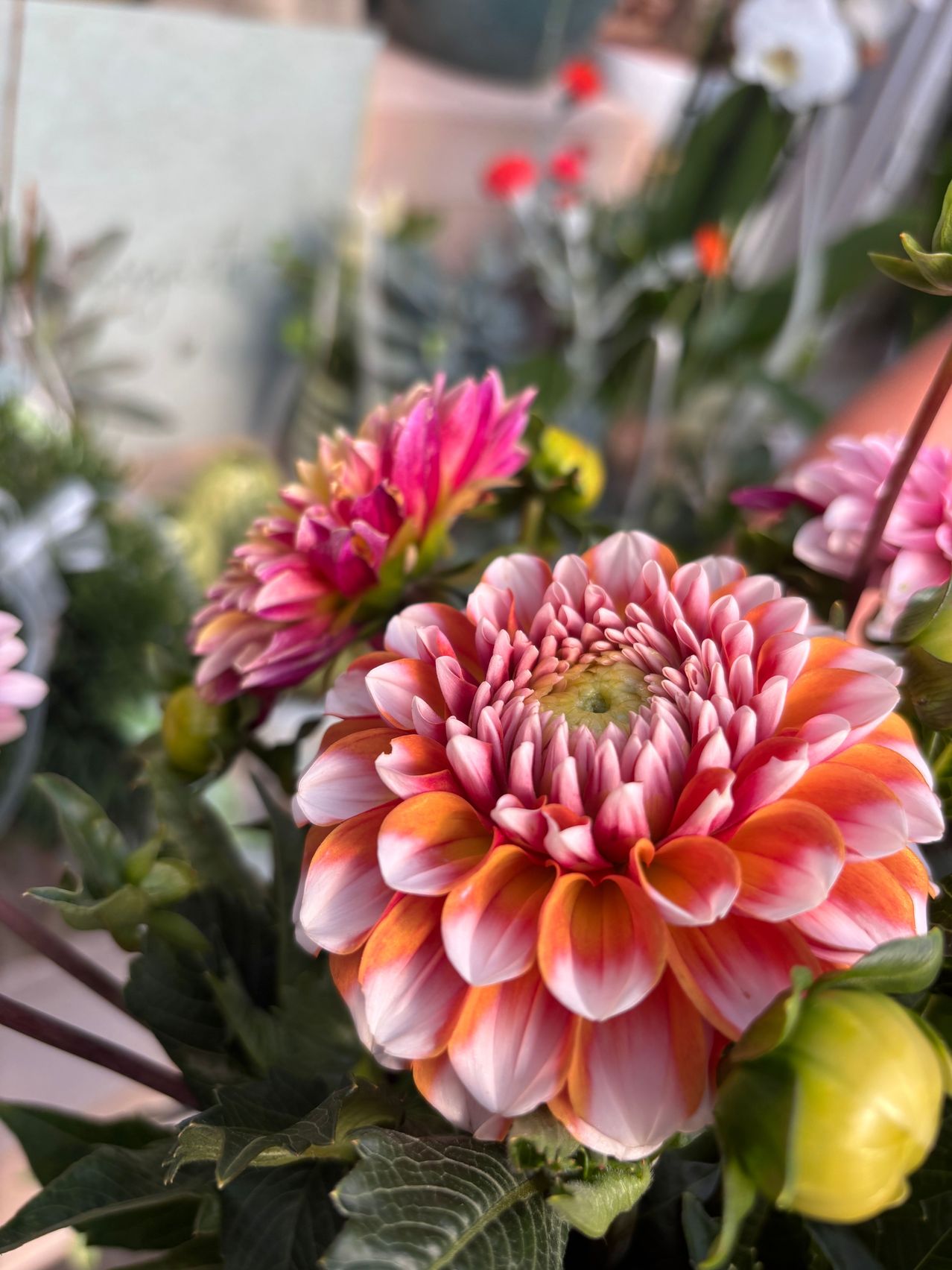 Nahaufnahme einer leuchtend pinken und orangefarbenen Dahlie mit mehreren anderen Blumen im Hintergrund.