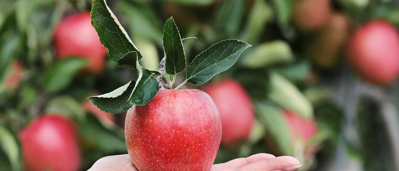 apple-2788662_1280