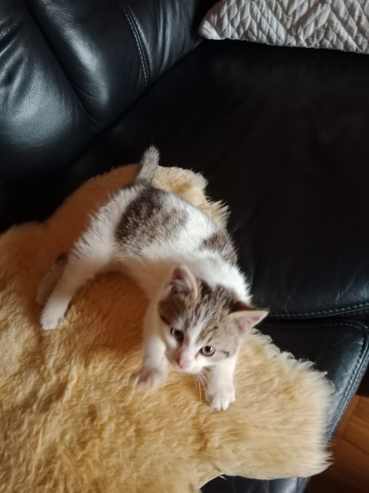 Ein kleines weißes und graues Kätzchen sitzt auf einem beigen Pelzteppich auf einem schwarzen Ledersofa. Das Kätzchen sieht aufmerksam und neugierig aus, seine Ohren sind aufgestellt.