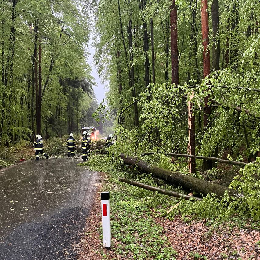 Feuerwehrleute entfernen umgestürzte Bäume von der Straße nach einem Sturm im Wald.