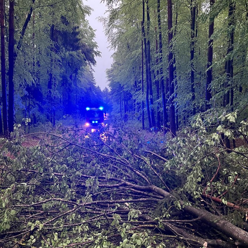 Ein Wald mit umgefallenen Bäumen und Ästen, ein Fahrzeug mit blinkenden Lichtern fährt vorwärts.
