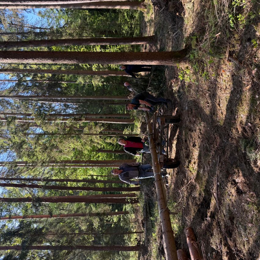 Five people in a dense forest, three are working on a wooden structure with tools. Tall trees surround them, and sunlight filters through the canopy.