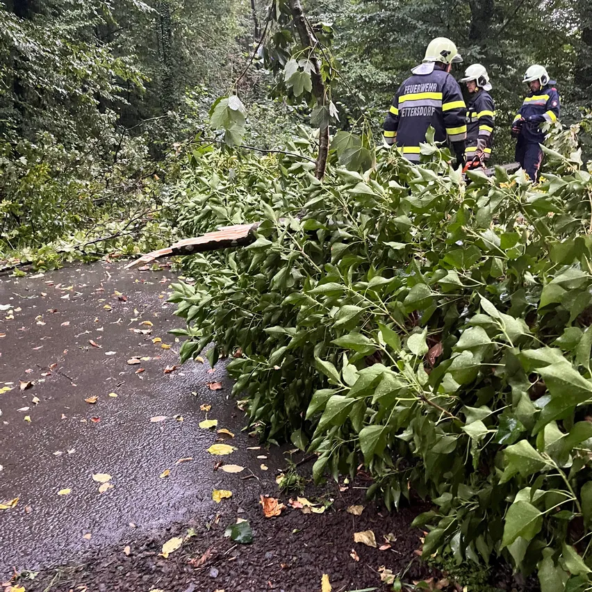 Feuerwehrleute in Schutzkleidung räumen einen Weg durch einen Wald, umgeben von umgestürzten Ästen und Blättern.