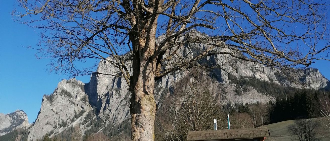 Bild enthält, Plant, Tree, Tree Trunk, Road, Nature, Outdoors, Scenery, Fir, Person, Mountain Range