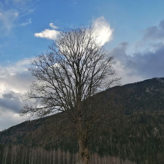 Bild enthält, Tree, Nature, Outdoors, Sky, Weather, Cloud, Cumulus, Fir, Mountain Range, Scenery