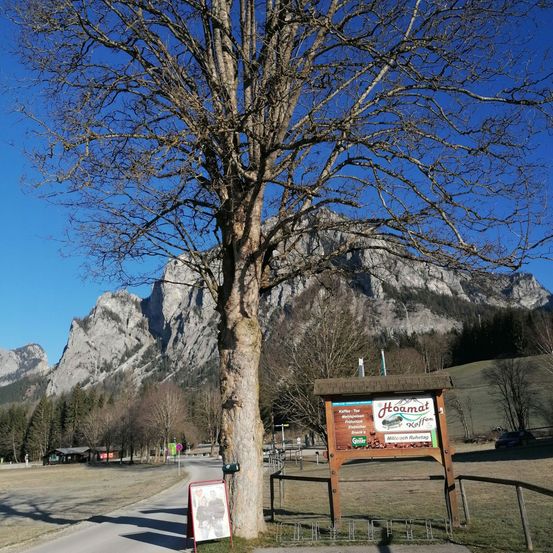 Bild enthält, Plant, Tree, Tree Trunk, Road, Nature, Outdoors, Scenery, Fir, Person, Mountain Range