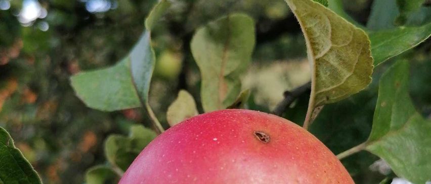 v1_migrated_image_98989145