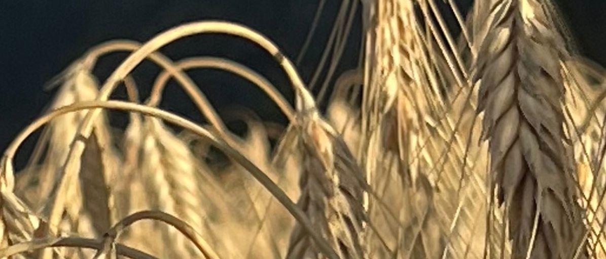 Nahaufnahme von goldenen Weizenähren, die sanft wehen, mit einem verschwommenen Gebirgszug im Hintergrund unter einem bewölkten Himmel.