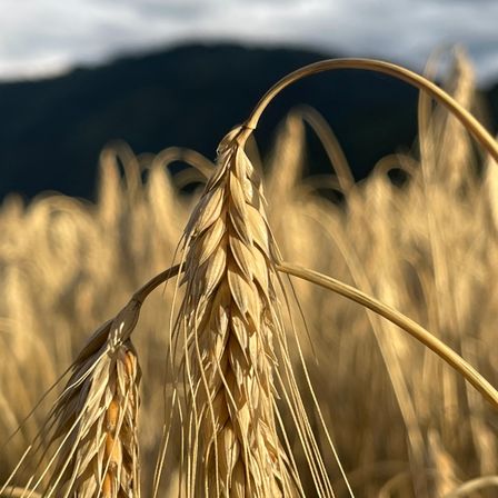 Ein goldenes Weizenfeld mit seinen von Sonnenlicht beleuchteten Halmen, vor dem Hintergrund eines bewölkten Himmels und ferner Berge.