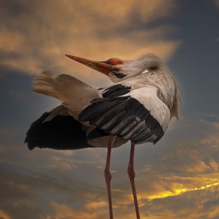 Bild enthält, Animal, Bird, Stork, Waterfowl, Crane Bird