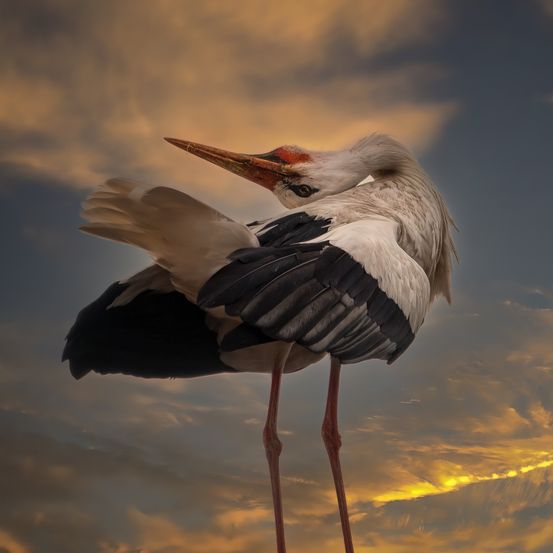 Bild enthält, Animal, Bird, Stork, Waterfowl, Crane Bird