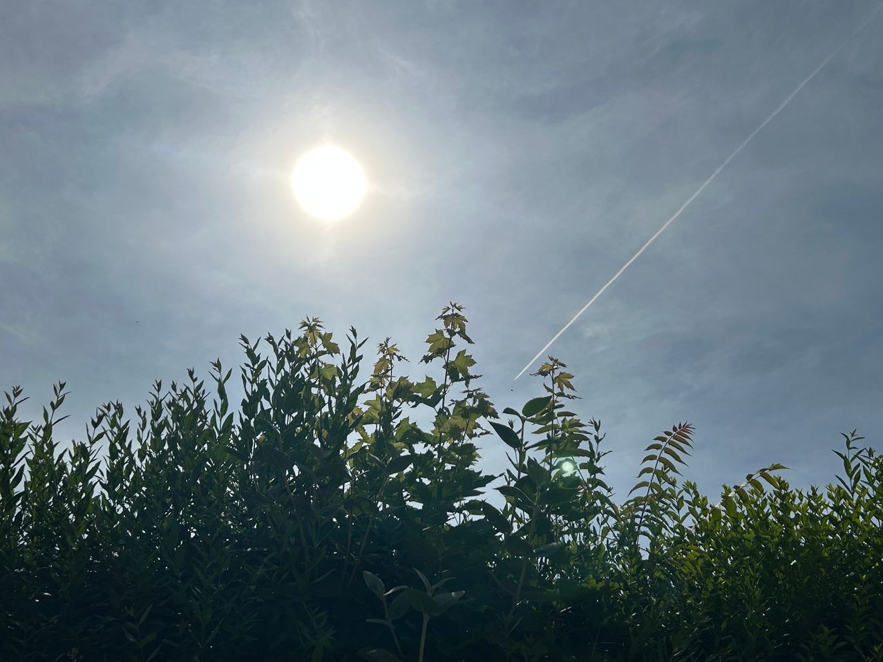 Eine strahlende Sonne scheint durch einen bewölkten Himmel. Es ist eine Kondensstreifen von einem Flugzeug im Himmel. Die Sonnenstrahlen scheinen durch die Bäume.