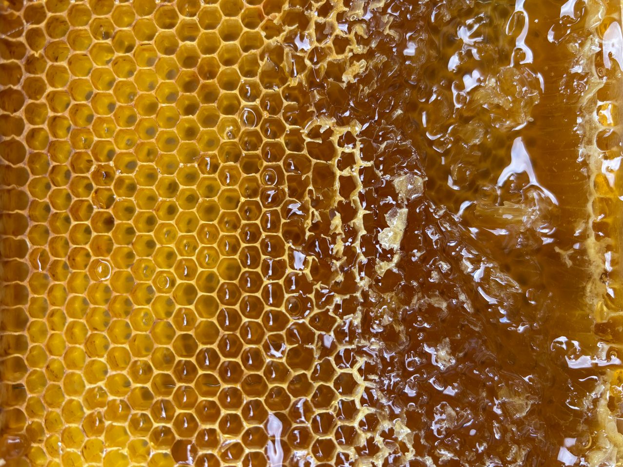 Eine Nahaufnahme eines Bienenwaben-Zells zeigt goldenen Honig, der aus den sechseckigen Zellen sickert und im Licht glänzt.