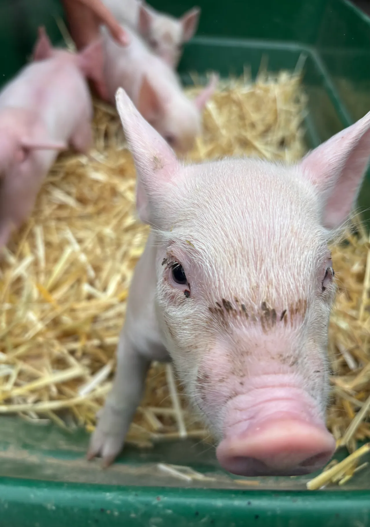 Nahaufnahme des rosafarbenen Gesichts eines Ferkels mit etwas Schmutz um die Augen und die Schnauze, liegend auf Heu.