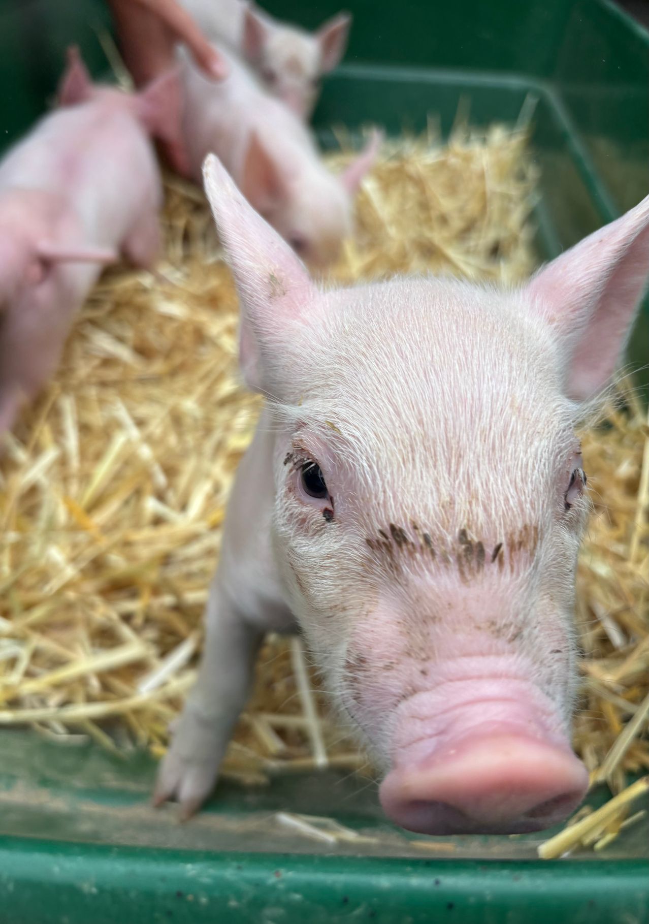 Nahaufnahme des rosafarbenen Gesichts eines Ferkels mit etwas Schmutz um die Augen und die Schnauze, liegend auf Heu.