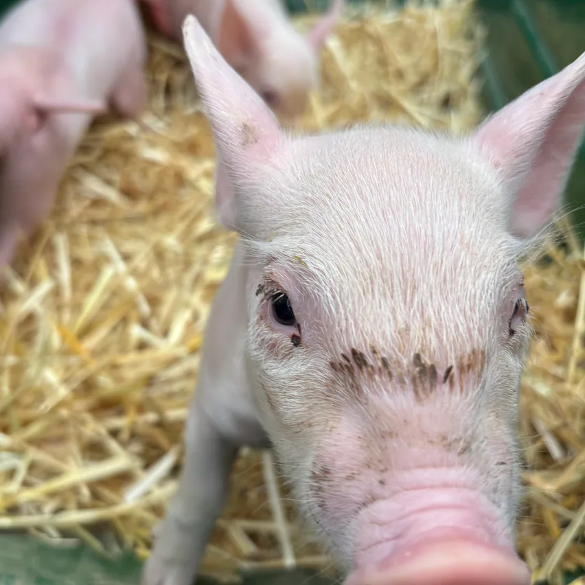 Nahaufnahme des rosafarbenen Gesichts eines Ferkels mit etwas Schmutz um die Augen und die Schnauze, liegend auf Heu.