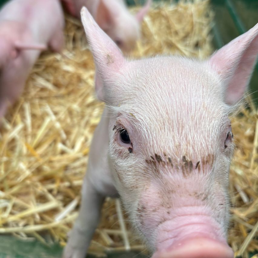 Nahaufnahme des rosafarbenen Gesichts eines Ferkels mit etwas Schmutz um die Augen und die Schnauze, liegend auf Heu.