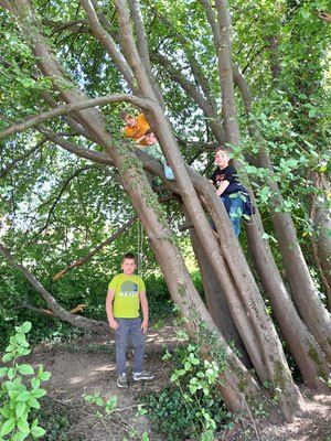 Drei Jungen klettern auf einen Baum. Einer sitzt auf einem Ast, ein anderer klettert hoch und einer steht unten.
