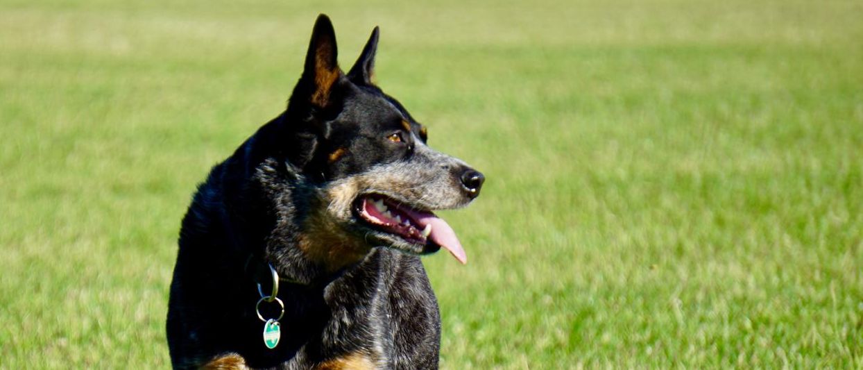 Bild enthält, Grass, Plant, Animal, Canine, Dog, Mammal, Pet, German Shepherd