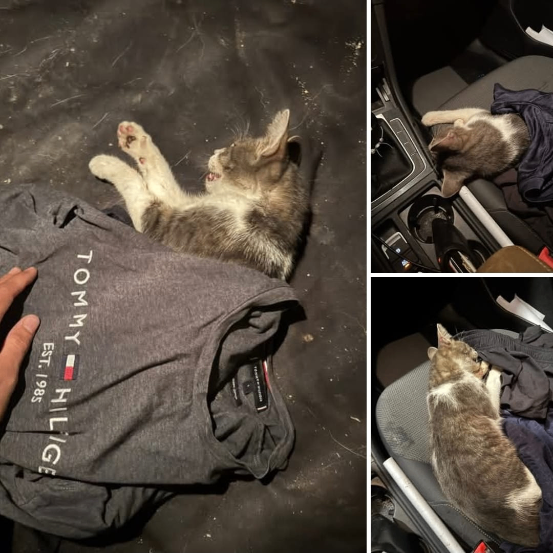Eine Katze liegt auf einem Tommy Hilfiger T-Shirt und eine andere Katze sitzt auf dem Fahrersitz eines Autos.