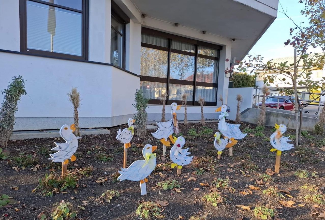 In front of a building with large windows, several white wooden duck statues are standing on the ground, some with yellow ribbons. The area is surrounded by greenery.
