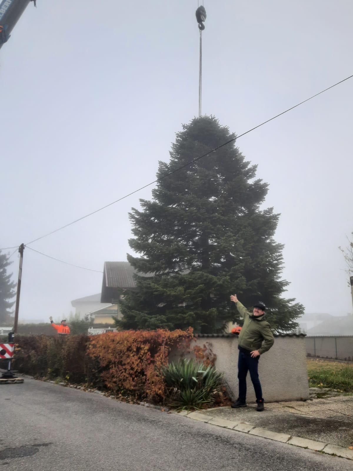 A man in a green jacket points at a large pine tree being lifted by a crane in a foggy area near a house.