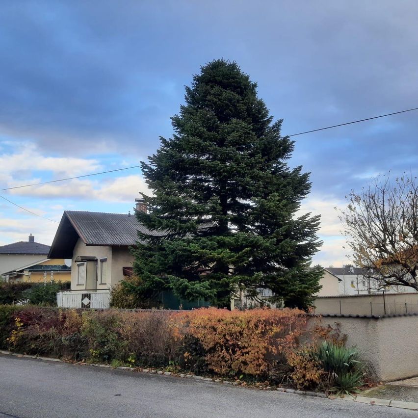 A large tree stands in front of a house with a gray roof and a white fence, surrounded by shrubs and other plants under a partly cloudy sky.