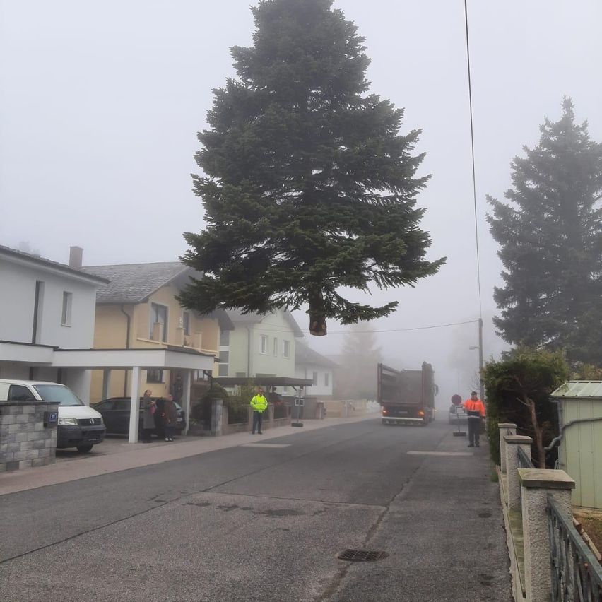 A street scene with a large tree being transported across the road. Workers direct traffic, and a truck carries the tree. Nearby are houses, cars, and greenery.