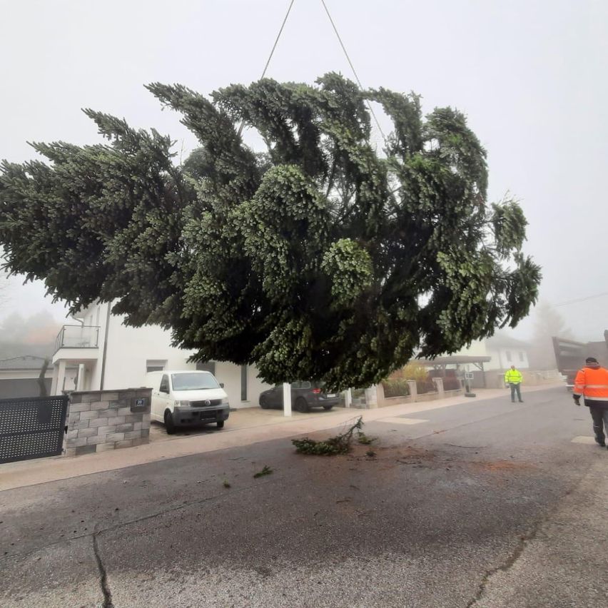 A large green tree is being lifted off the ground in a foggy weather. Workers are present.
