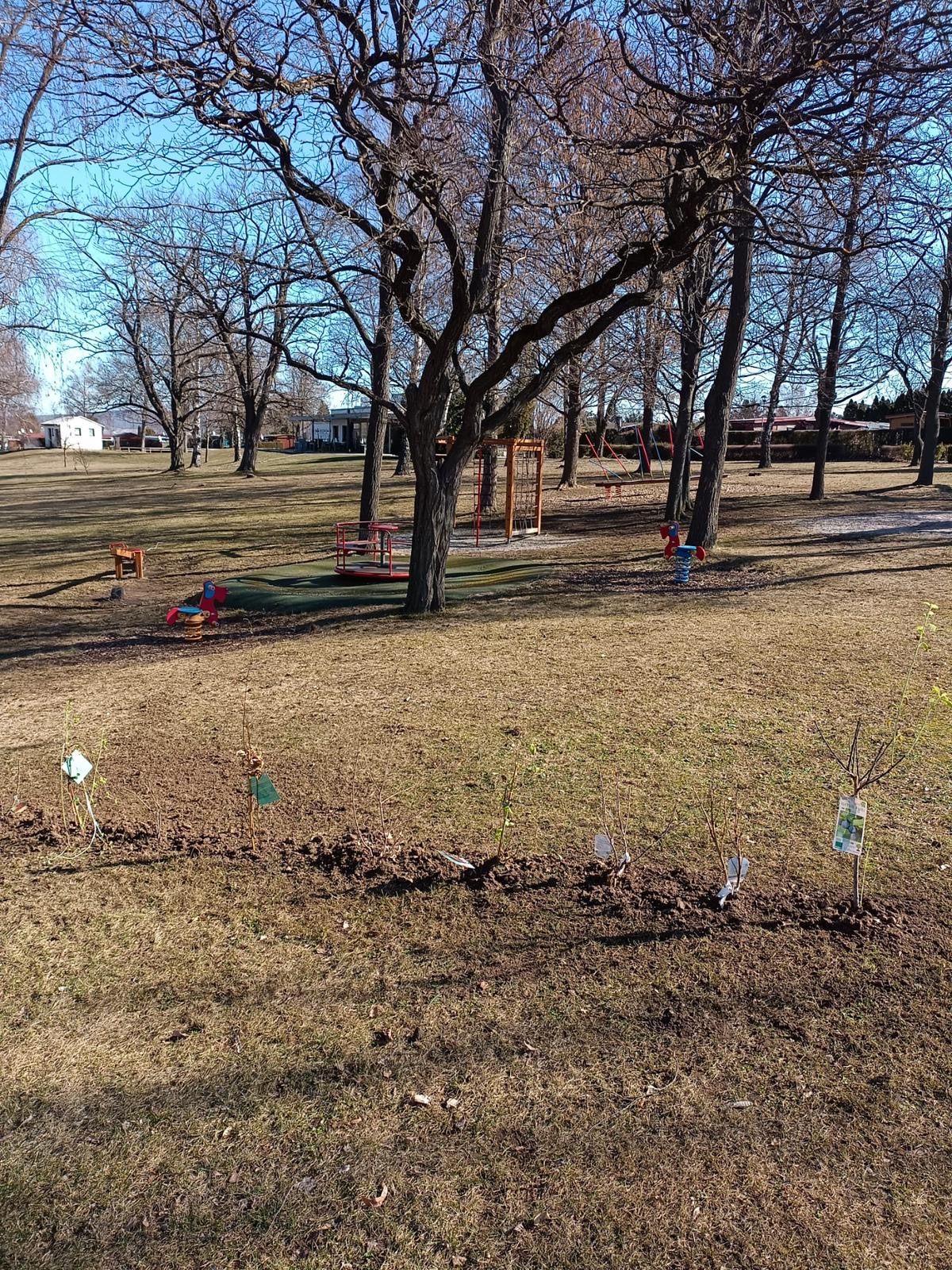 An outdoor area with trees, a playground, and newly planted trees with labels. The playground has a slide, swings, and a climbing frame. The trees are young, with soil and leaves around them.