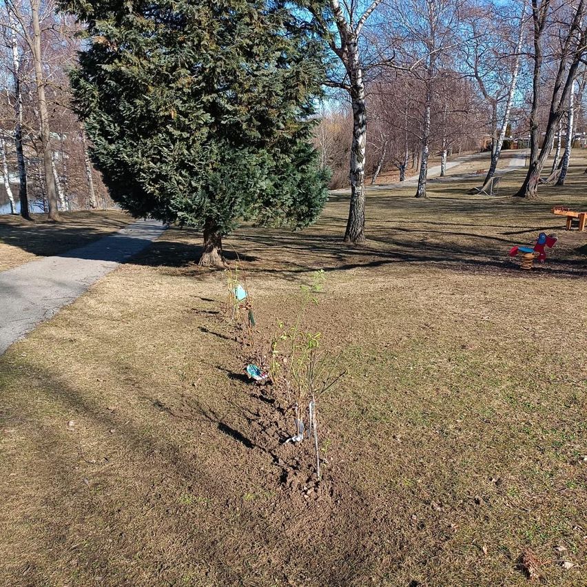 A small tree sapling is planted in the middle of a grassy area. Nearby, there are children's toys, trees, and a pathway. The ground is brown with some fallen leaves.