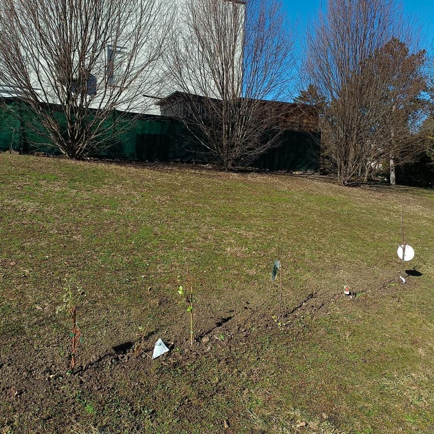 A grassy slope with several young plants planted. Behind it is a building with a green fence and some bare trees.