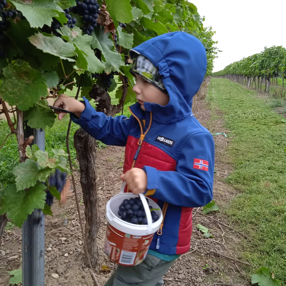 Ein junges Kind in einer blauen Kapuzenjacke pflückt im Weinberg Trauben und hält einen Eimer voller Blaubeeren.