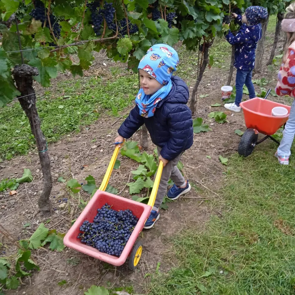 Ein junges Kind schiebt einen roten Schubkarren voller blauer Trauben durch einen Weinberg. Ein anderes Kind pflückt im Hintergrund Trauben.